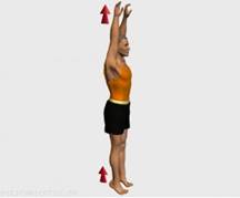 Estiramiento (stretching, streching) recomendado para: danza, artes Marciales, gimnasia, beisbol, softbol, lumbares, relajacion de espalda, trapecio, deltoides.
